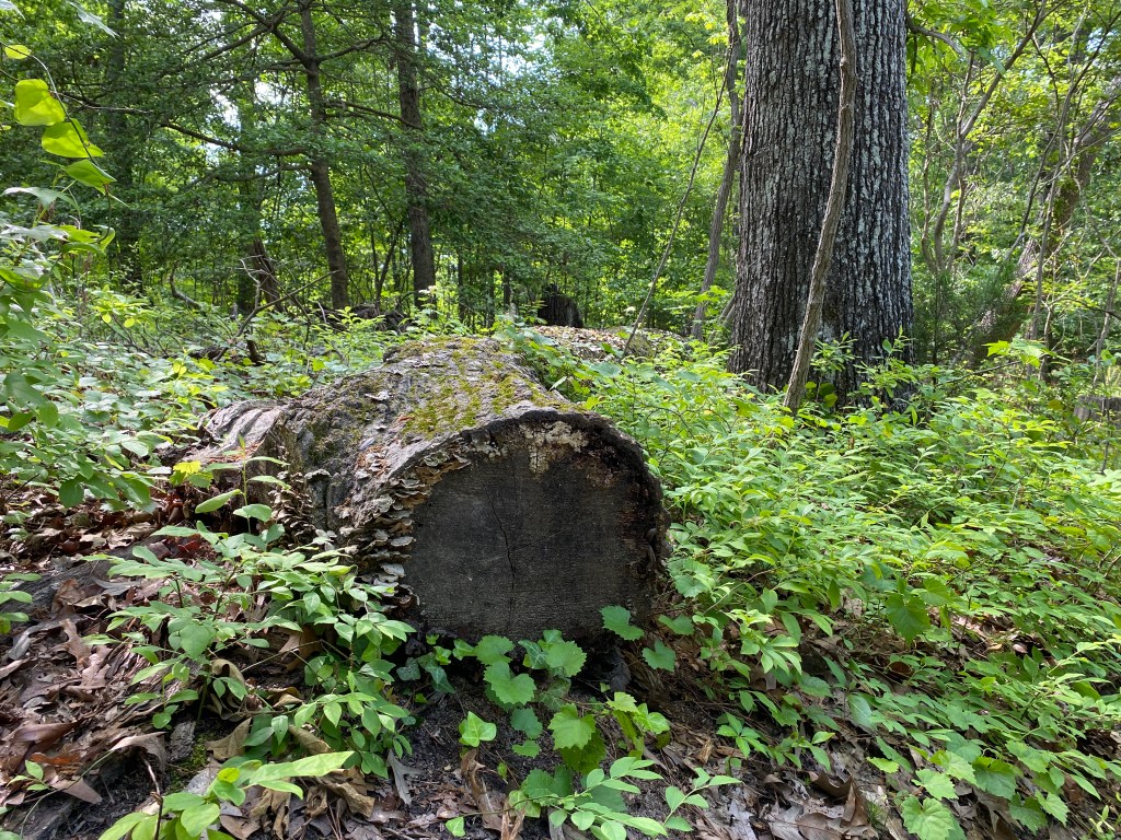 Oaks Should Stand Taller Than&nbsp;Skyscrapers