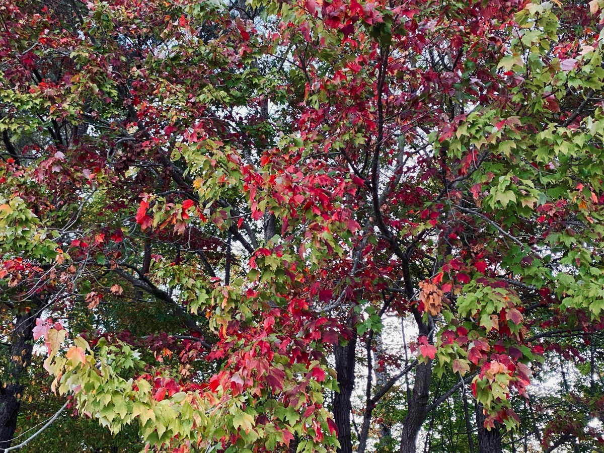 Fall Knitting Plans: Autumn Colors and Memento&nbsp;Mori