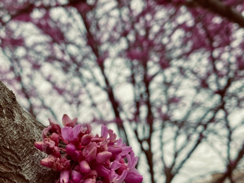 Happy Ostara: Less Tech; More&nbsp;Human