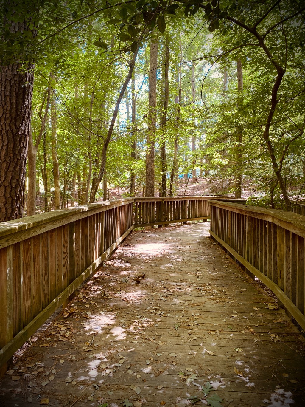 Daily Art Musings: Forest Walks and Local&nbsp;Colors