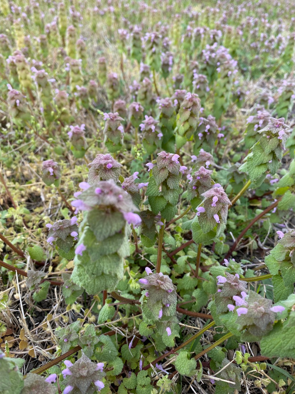 There Might be a Pharmacy in Your&nbsp;Yard