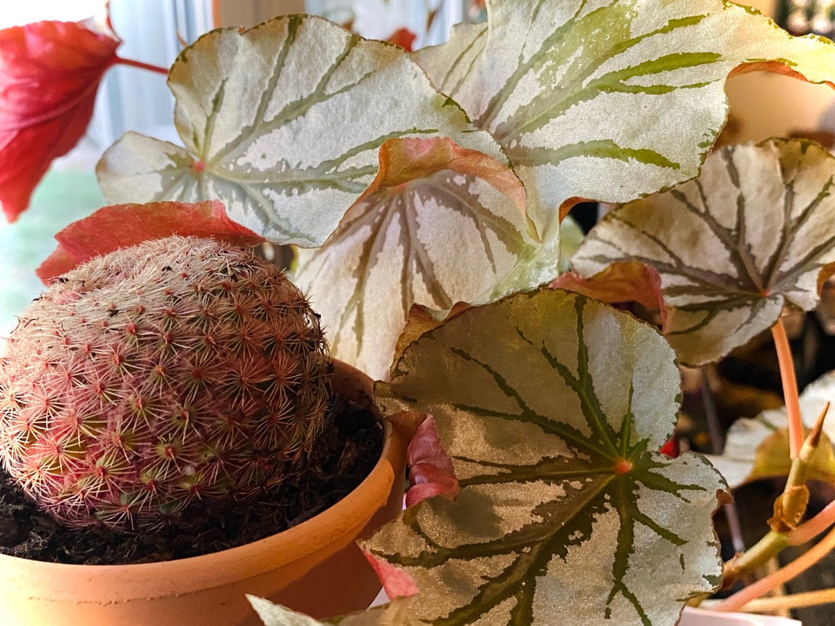 What if I Told You that Plants are a Different&nbsp;Beast?